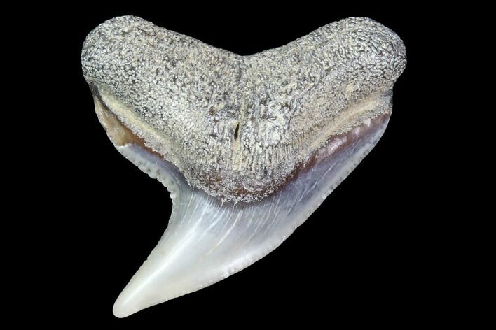 Colorful Fossil Tiger Shark (Galeocerdo) Tooth - Virginia #87911